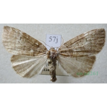 Ochropacha duplaris (Linnaeus, 1761) Falica dwojnica Czech57j